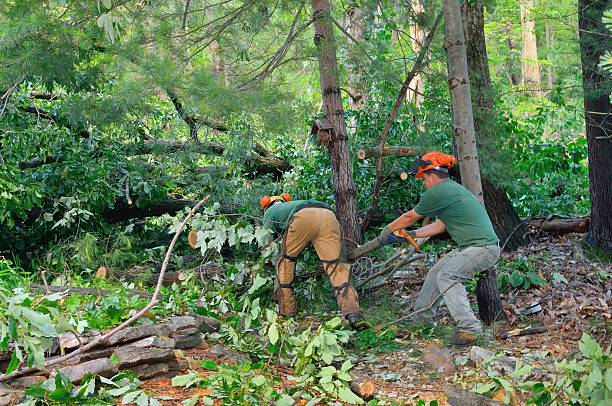 Best Best Tree Removal Services  in Albany, MN